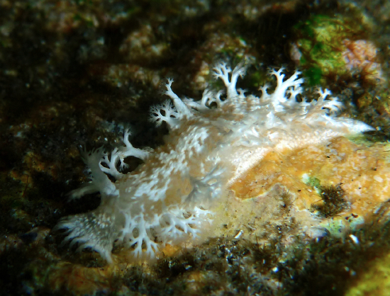  Tritonisopsis elegans (Sea Slug)